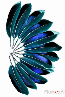 Anatra - 8-10 cm - petrolio